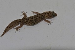 Pachydactylus capensis