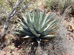 Agave simplex