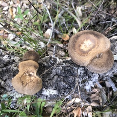 Cerioporus meridionalis