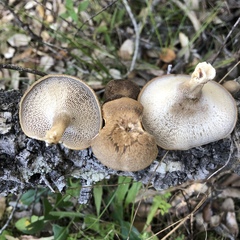 Cerioporus meridionalis