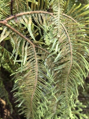 Sticherus umbraculifer