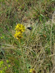Xylocopa