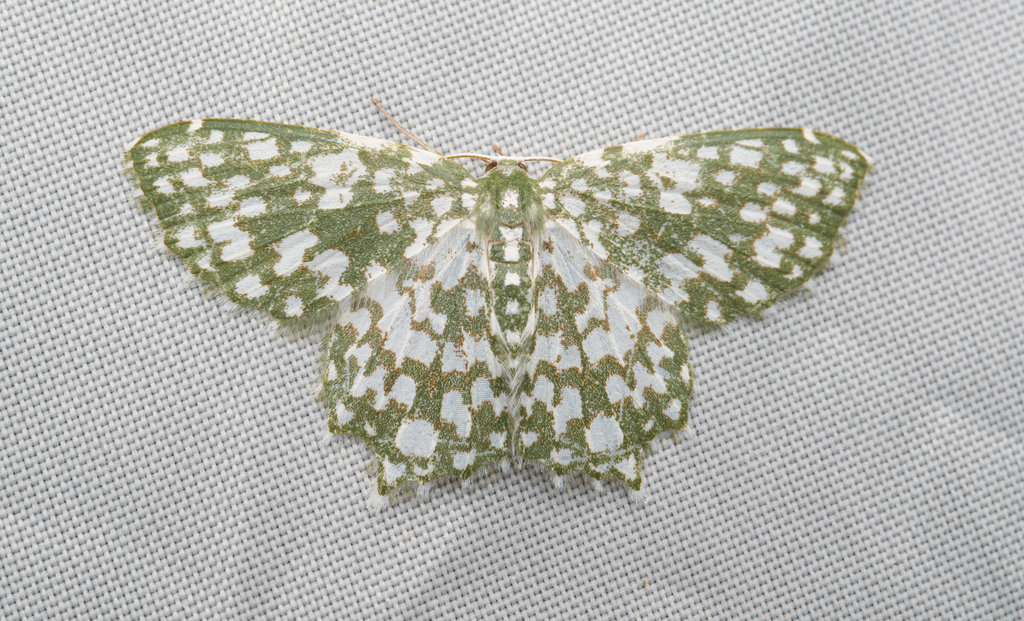 Berta digitijuxta