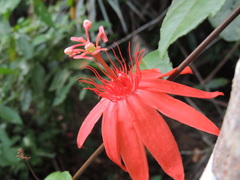 Passiflora quadriglandulosa