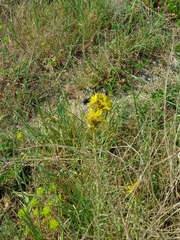Xylocopa