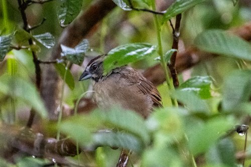 Rusty Sparrow (Aimophila rufescens), photo 8