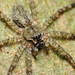 White-banded Fishing Spider - Photo (c) Katja Schulz, some rights reserved (CC BY), uploaded by Katja Schulz