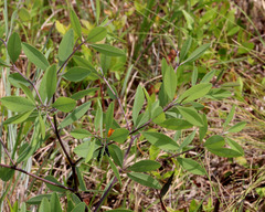 Baptisia lanceolata