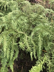 Sticherus umbraculifer