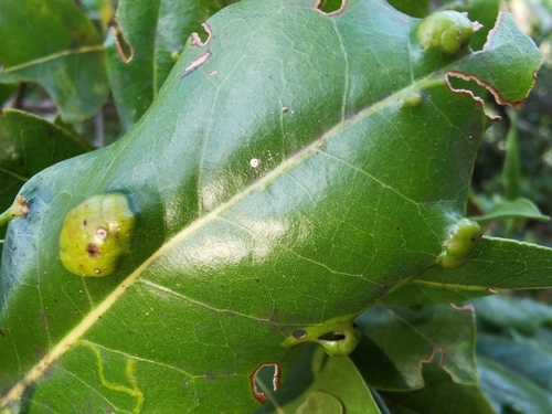 Aceria barbujanae