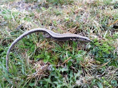 Iberolacerta monticola