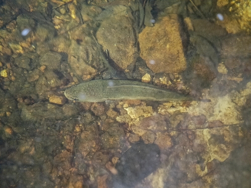 Javanese snakehead (Channa lucius) — Channidae — 4