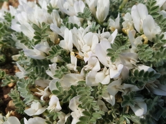 Astragalus rupifragus
