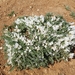 Astragalus rupifragus - Photo (c) tyomix, algunos derechos reservados (CC BY-NC-SA), subido por tyomix