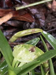 Epidendrum scharfii, photograph (c) julianazuluaga-carrero, some rights reserved (CC BY-SA)