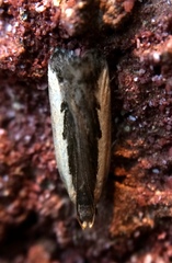 Dichomeris setosella