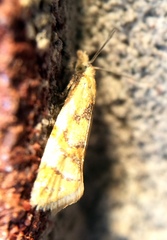 Phtheochroa vitellinana
