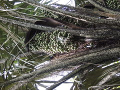 Astrocaryum aculeatum