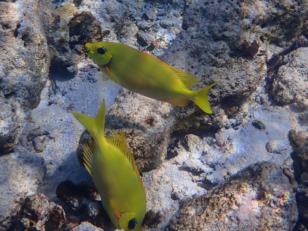 Zwartoog-konijnvis (Siganus puelloides) — Siganidae