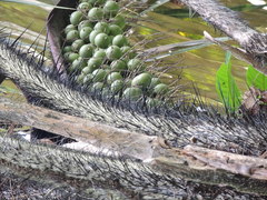 Astrocaryum aculeatum