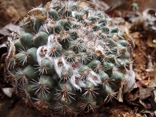 Image of Mammillaria standleyi by (c) Sue Carnahan, some rights reserved (CC BY)