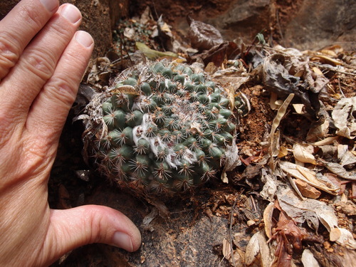 Image of Mammillaria standleyi by (c) Sue Carnahan, some rights reserved (CC BY)