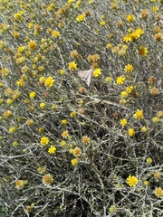 Heliothis peltigera