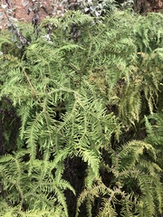 Sticherus umbraculifer