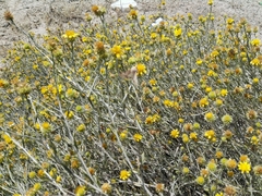 Heliothis peltigera