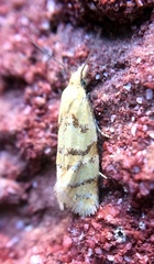 Phtheochroa vitellinana