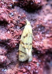 Phtheochroa vitellinana