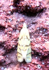 Phtheochroa vitellinana