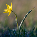 Tulipa sylvestris australis - Photo (c) Thierry Arbault, μερικά δικαιώματα διατηρούνται (CC BY), uploaded by Thierry Arbault
