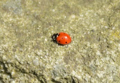 Coccinella septempunctata