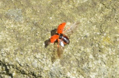Coccinella septempunctata