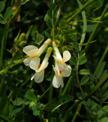 Vicia galeata