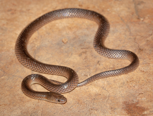 Carpentaria Whip Snake