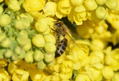 Apis mellifera