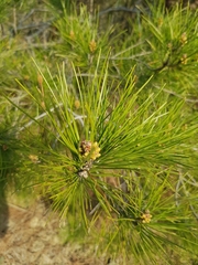 Pinus brutia pityusa