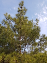 Pinus brutia pityusa
