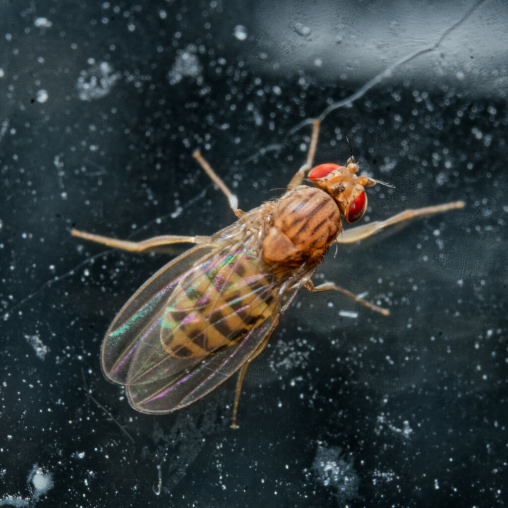 Drosophila busckii