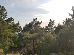 Pinus brutia pityusa