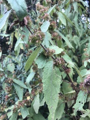 Triumfetta pilosa effusa