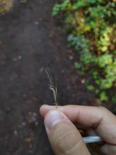 Plume de Tarin des aulnes