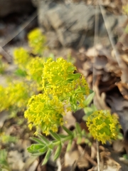 Cruciata taurica