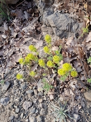 Cruciata taurica