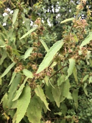 Triumfetta pilosa effusa