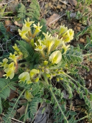 Astragalus utriger