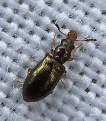 Salpingus planirostris