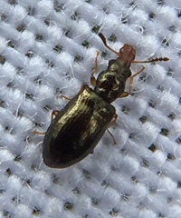 Salpingus planirostris